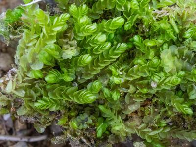 nardia scalaris