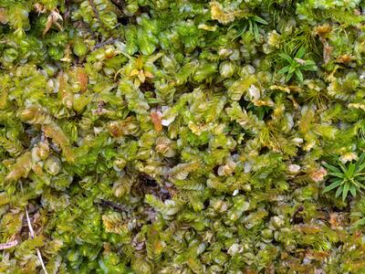 nardia scalaris 2