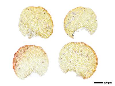 nardia scalaris 2 flankenblatt