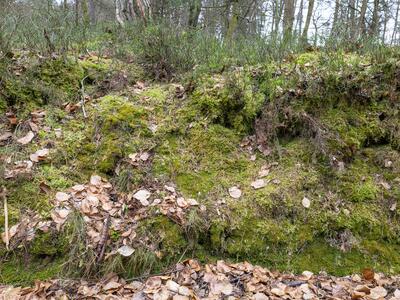 nardia scalaris 2 habitat