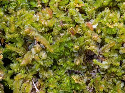nardia scalaris 2 habitus