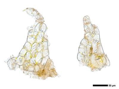 nardia scalaris 2 unterblatt