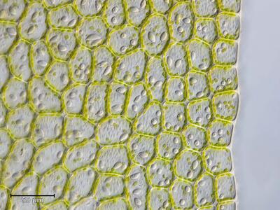 harpanthus flotovianus blattrand dic