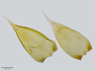 hypnum resupinatum stammblatt