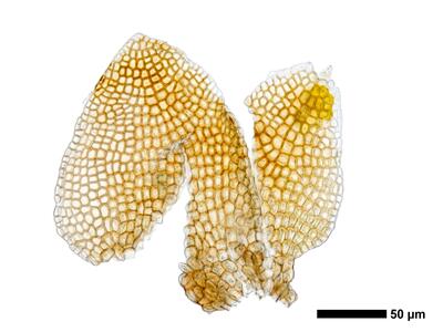 eremonotus myriocarpus 1 female bract