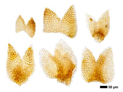 eremonotus myriocarpus 1 flankenblatt