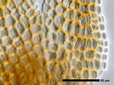 eremonotus myriocarpus 1 flankenblatt blattrand