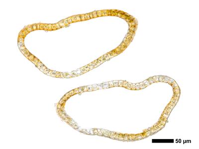 eremonotus myriocarpus 1 perianth mitte quer