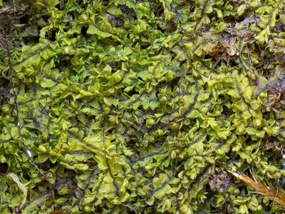 jungermannia atrovirens 2