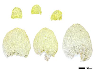 jungermannia atrovirens 2 flankenblatt