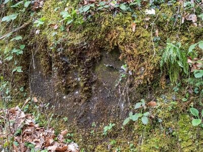jungermannia atrovirens 2 habitat