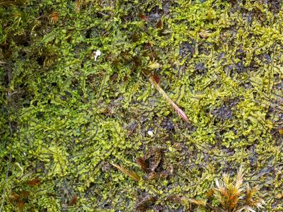 jungermannia atrovirens 2 habitus