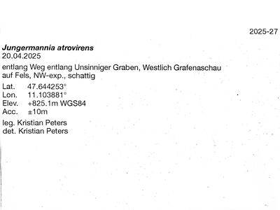 jungermannia atrovirens 2 herbarbeleg