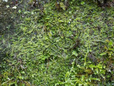 jungermannia pumila 2