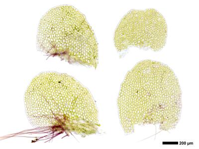 jungermannia pumila 2 flankenblatt