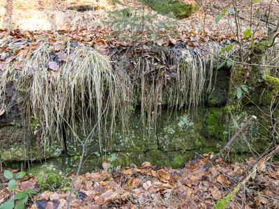 jungermannia pumila 2 habitat