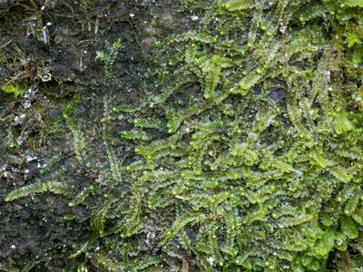 jungermannia pumila 2 habitus