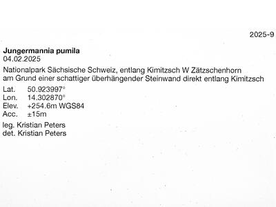 jungermannia pumila 2 herbarbeleg
