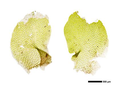 liochlaena lanceolata 2 female bract