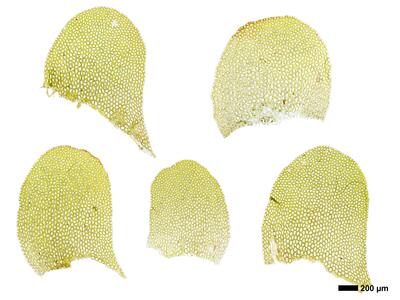 liochlaena lanceolata 2 flankenblatt
