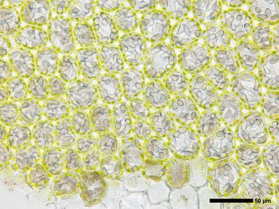 liochlaena lanceolata 2 flankenblatt blattbasis