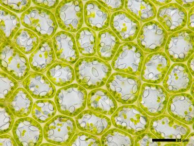 liochlaena lanceolata 2 flankenblatt blattmitte