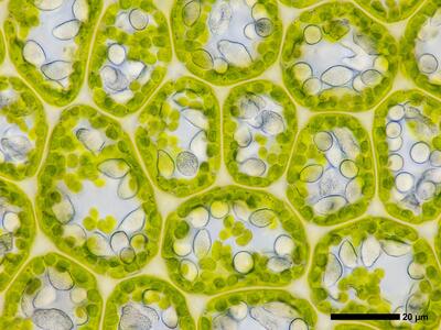 liochlaena lanceolata 2 flankenblatt blattmitte detail