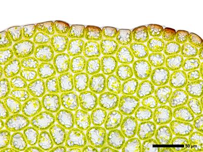 liochlaena lanceolata 2 flankenblatt blattspitze