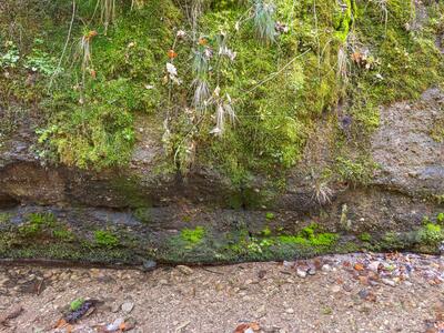 liochlaena lanceolata 2 habitat