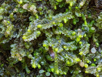 liochlaena lanceolata 2 habitus