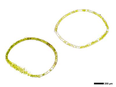 liochlaena lanceolata 2 perianth mitte quer