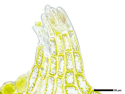 liochlaena lanceolata 2 perianthmuendung