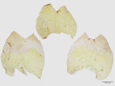 mesoptychia bantriensis ssp bantriensis flankenblatt