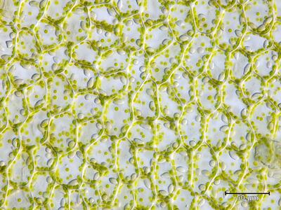 mesoptychia bantriensis ssp bantriensis flankenblatt blattmitte dic