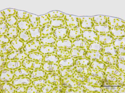 mesoptychia bantriensis ssp bantriensis flankenblatt blattrand