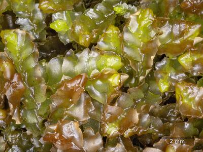 mesoptychia bantriensis ssp bantriensis habitus