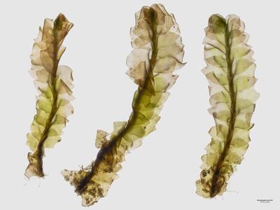 mesoptychia bantriensis ssp bantriensis habitus oberseite