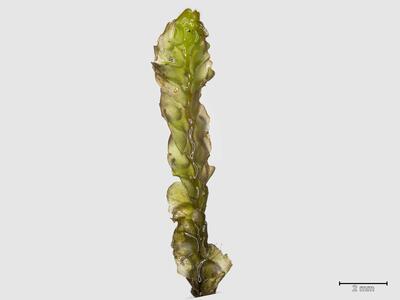 mesoptychia bantriensis ssp bantriensis habitus oberseite2