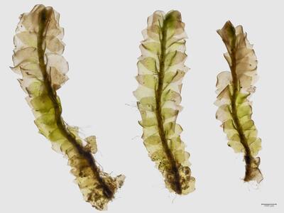mesoptychia bantriensis ssp bantriensis habitus unterseite