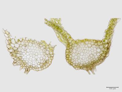 mesoptychia bantriensis ssp bantriensis stamm quer
