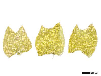 mesoptychia collaris 2 flankenblatt