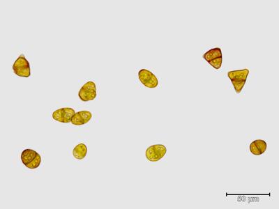 mesoptychia heterocolpos brutgemmen