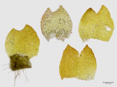 mesoptychia heterocolpos flankenblatt