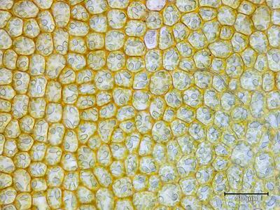 mesoptychia heterocolpos flankenblatt blattmitte