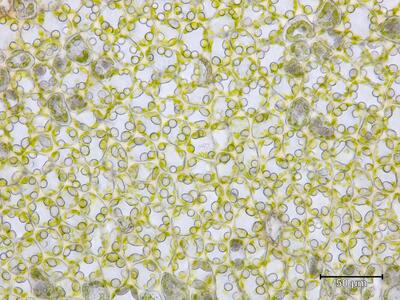 mesoptychia heterocolpos flankenblatt blattmitte2