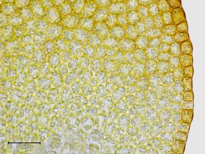 mesoptychia heterocolpos flankenblatt blattrand