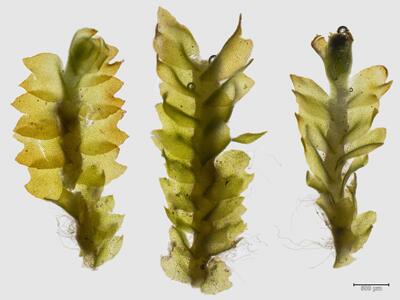 mesoptychia heterocolpos habitus oberseite