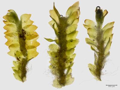 mesoptychia heterocolpos habitus unterseite