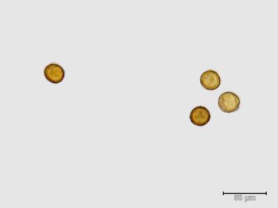 mesoptychia heterocolpos sporen