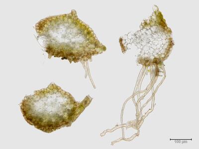 mesoptychia heterocolpos stamm quer